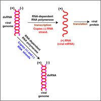 dsRNA virus replication