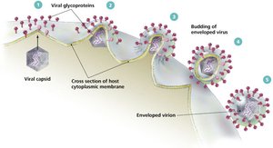 Budding of enveloped viruses
