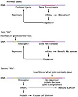 Oncogene theory diagram