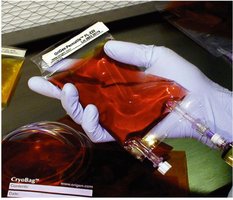 Cell culture for virus propagation