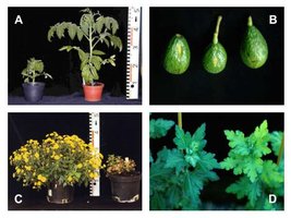 Plant disease caused by viroid infection