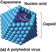 Polyhedral virus structure