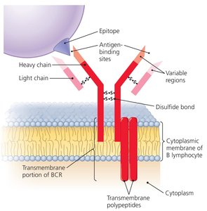 Structure of B cell receptor (BCR)