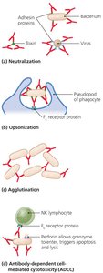 Four functions of antibodies