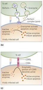 Cell-mediated immune response pathways