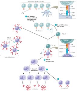 T-dependent antibody immune response
