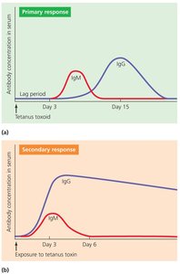 Primary and secondary antibody immune responses