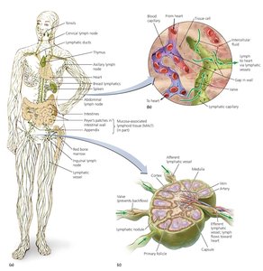 Diagram of the lymphatic system and lymph node structure