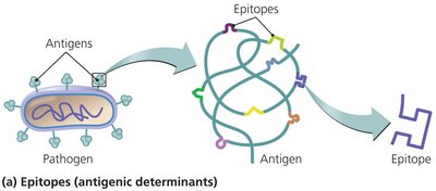 Diagram showing antigens and epitopes