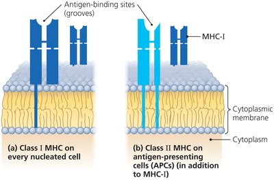 Diagram of MHC class I and II proteins