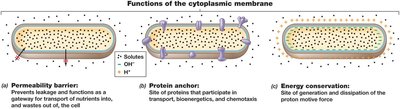 Functions of the cytoplasmic membrane