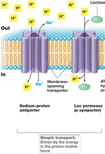 Group translocation system