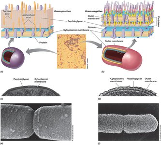 Cell Envelopes of Bacteria