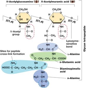 Structure of the Repeating Unit in Peptidoglycan