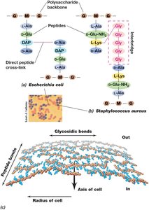 Peptidoglycan Structure in the Cell Wall
