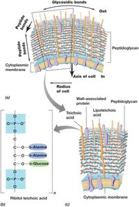 Structure of the Gram-Positive Bacterial Cell Wall