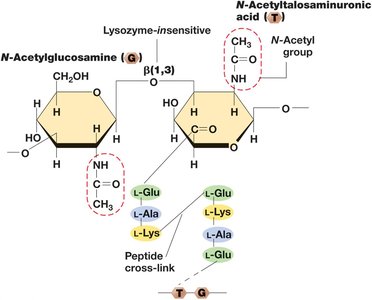 Pseudomurein
