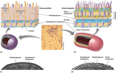 Gram-Negative Bacterial Cell Envelope