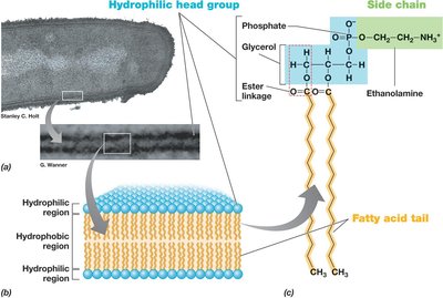 Phospholipid Bilayer Membrane