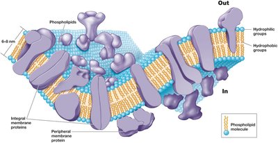 Structure of the Cytoplasmic Membrane