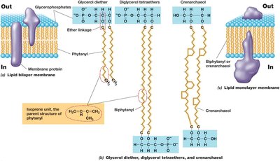 Major Lipids of Archaea and the Architecture of Archaeal Membranes