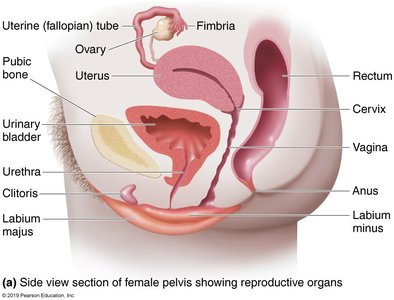 Female reproductive system anatomy
