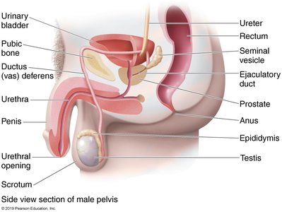 Male reproductive system anatomy
