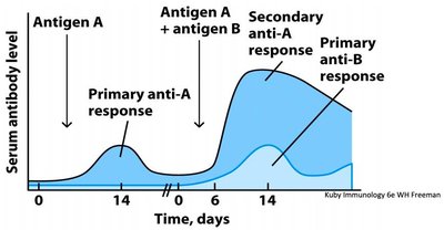 Timeline of primary and secondary antibody responses