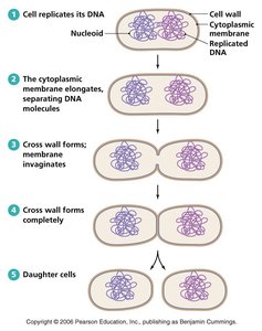 Steps of binary fission