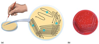 Streak plate method illustration