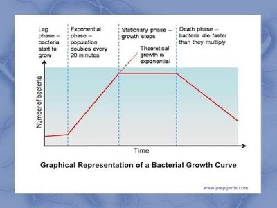 Bacterial growth curve with phases