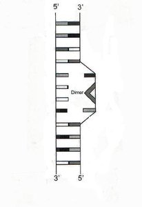 DNA dimer formation due to UV light