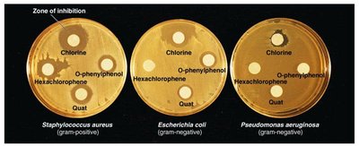 Disk-diffusion method showing zones of inhibition