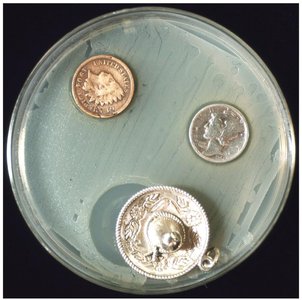 Petri dish with coins demonstrating heavy metal antimicrobial action