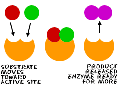 Enzyme-substrate interaction and product release