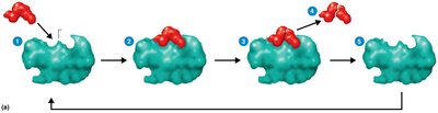 Stepwise enzyme-substrate interaction