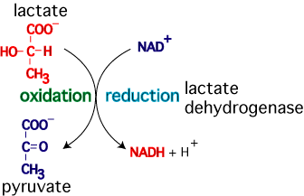 Protein denaturation due to temperature