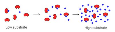 Saturation curve for enzyme activity