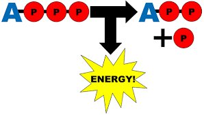 ATP hydrolysis releases energy