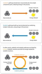 Diagram showing catabolic and anabolic pathways and their relationship to ATP