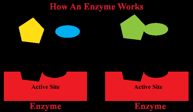 How an enzyme works: lock and key model