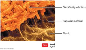 Biofilm on a piece of plastic