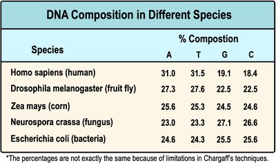 Table of DNA composition in different species