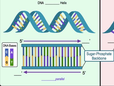 Diagram of DNA double helix and antiparallel strands