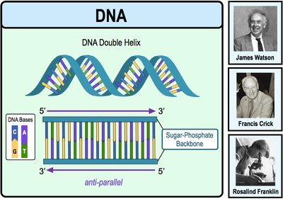 Diagram of DNA double helix with sugar-phosphate backbone and base pairs