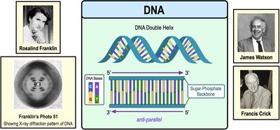 Diagram of DNA double helix with scientists associated with its discovery