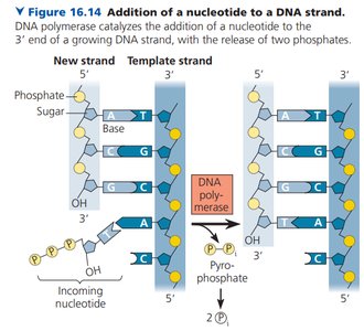 Diagram of nucleotide addition to a DNA strand