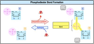 Diagram of phosphodiester bond formation between nucleotides