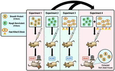 Diagram of Griffith's experiment showing transformation of R strain to S strain in mice