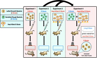Detailed diagram of Griffith's experiment with labeled S and R strains and mouse outcomes